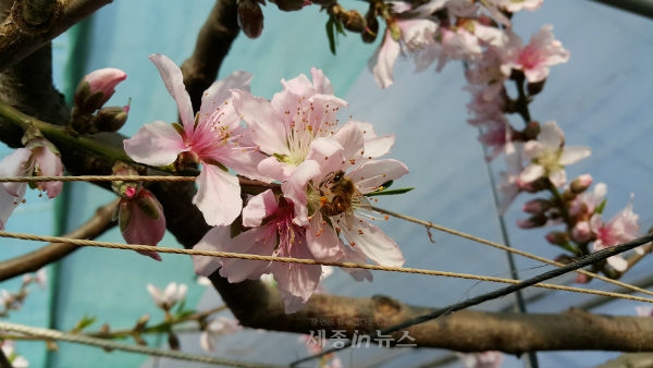 [포토]복숭아 꽃 활짝 핀 세종특별자치의 봄 재촉