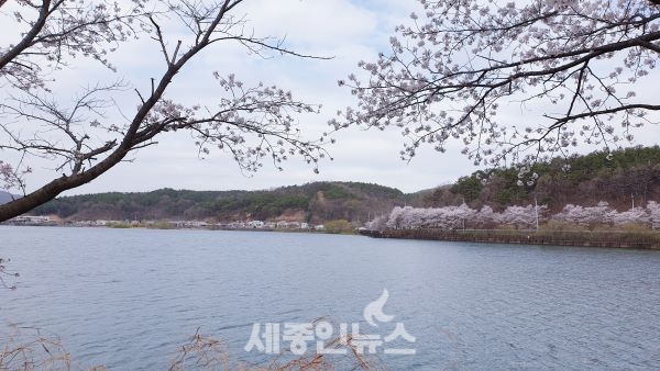 ‘세종&연서, 봄이 왔나봄’ 행사 온·오프라인 동시 개최