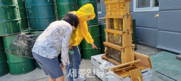 “꿀이 떨어진다” 세종시민 대상 양봉 체험 접수