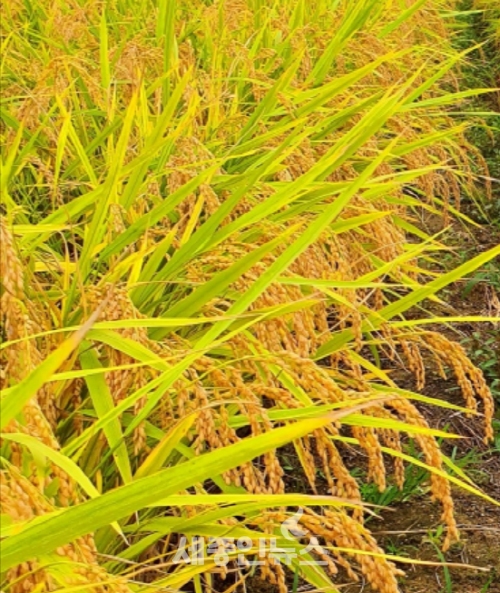 [특별기고] 세종시 쌀통령의 금요단상, 세종쌀 산업 발전 방향