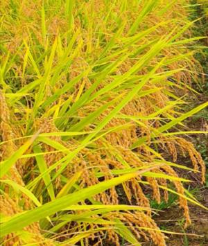 [특별기고] 세종시 쌀통령의 금요단상, 세종쌀 산업 발전 방향